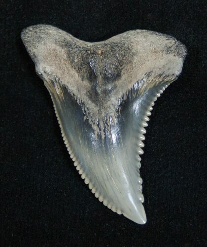 Large Inch Hemipristis Tooth #1872